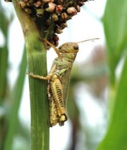 Grasshoppers, Thrips Threaten Panhandle Crops
